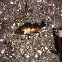 メバリングシーズン開幕！