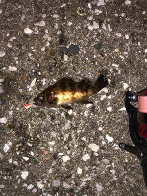 メバリングシーズン開幕！