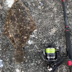 岸和田一文字でカレイ!