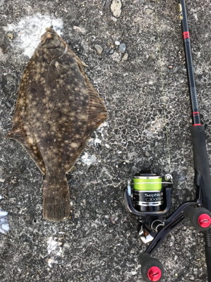 岸和田一文字でカレイ！