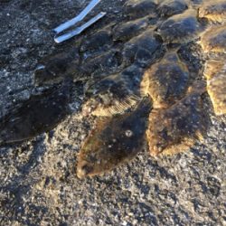 カレイ爆釣!!!!2