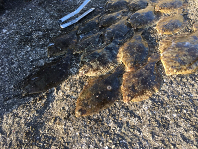 カレイ爆釣!!!!2