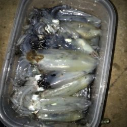 40分のプチ1091のヒイカ釣り\(^^)/