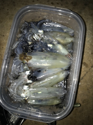 40分のプチ1091のヒイカ釣り\(^^)/