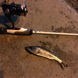 舞洲メバル良い感じです