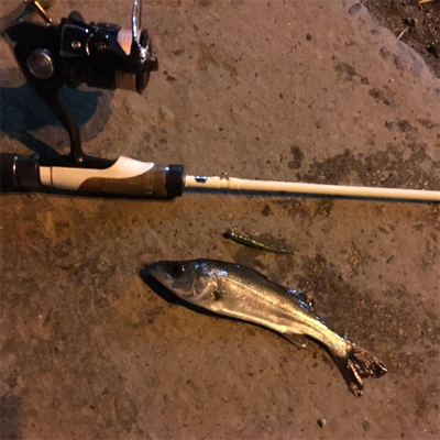 舞洲メバル良い感じです