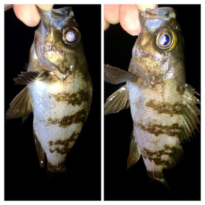 メバリンガー+α1825〜1910