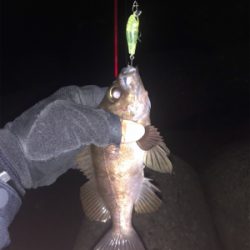 メバルプラッキング