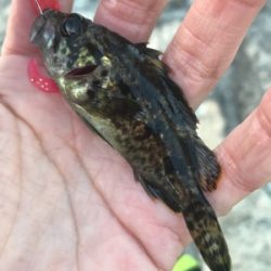 デイでもナイトでもロックフィッシュ