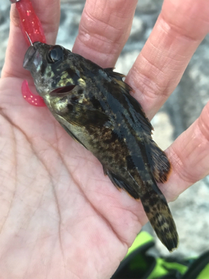 デイでもナイトでもロックフィッシュ