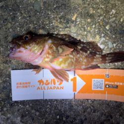 メバリング調査！