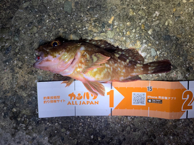 メバリング調査！