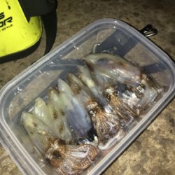 -2℃ 極寒の中でのヒイカ釣りσ(^_^;)