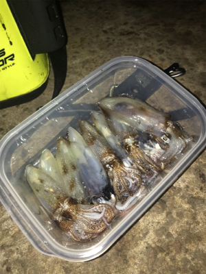 -2℃ 極寒の中でのヒイカ釣りσ(^_^;)