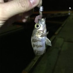 合津港ムシング