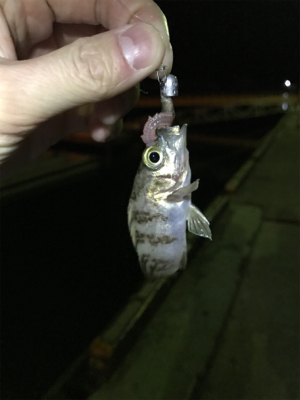 合津港ムシング