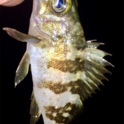 メバリンガー1810〜1850