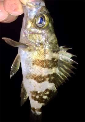 メバリンガー1810〜1850