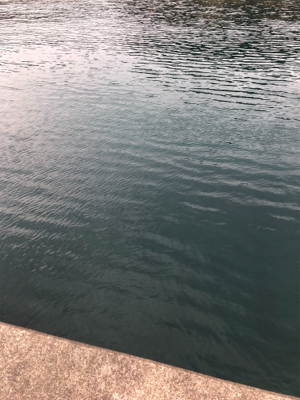 やっぱりサビキは最強