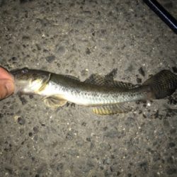 金城埠頭でアナゴ釣り