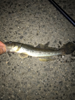 金城埠頭でアナゴ釣り