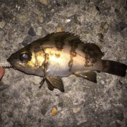 狙ったメバルはおったけど、ちっちゃ！