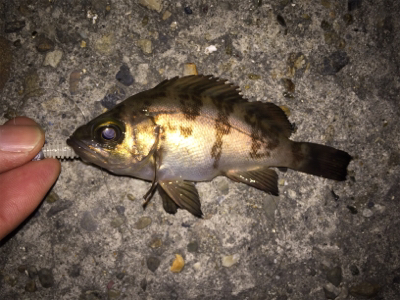 狙ったメバルはおったけど、ちっちゃ！