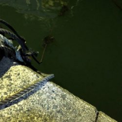 アカイカエギング