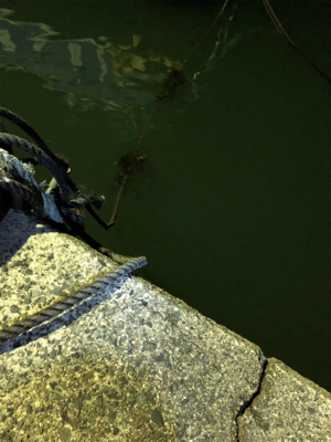 アカイカエギング