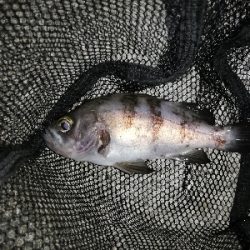 明石メバリング