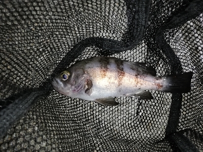 明石メバリング