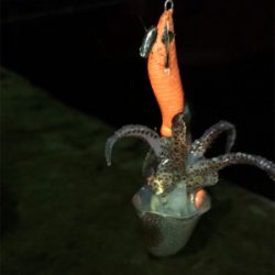 ムラのあるヒイカ釣り(＞＜)