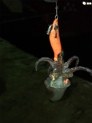 ムラのあるヒイカ釣り(＞＜)