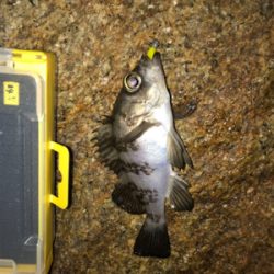 2019 メバリング 2nd