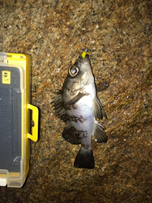 2019  メバリング 2nd