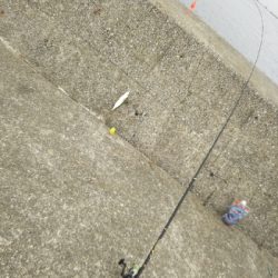 サバならデカい！