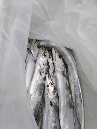 新年あけたら初釣りです！