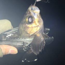 2019年初釣り メバリング編