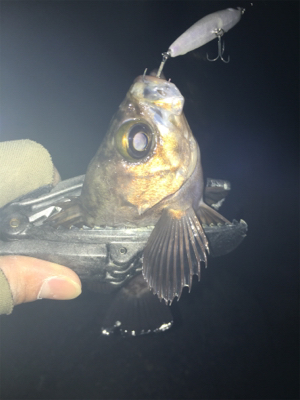 2019年初釣り メバリング編