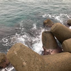 アオリイカ釣果！