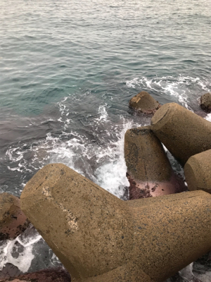 アオリイカ釣果！