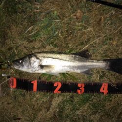 今年初のシーバス