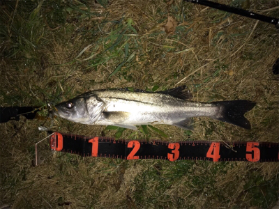 今年初のシーバス