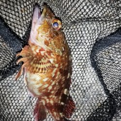 連チャンメバリング