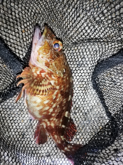 連チャンメバリング