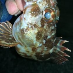 ナイトメバリング