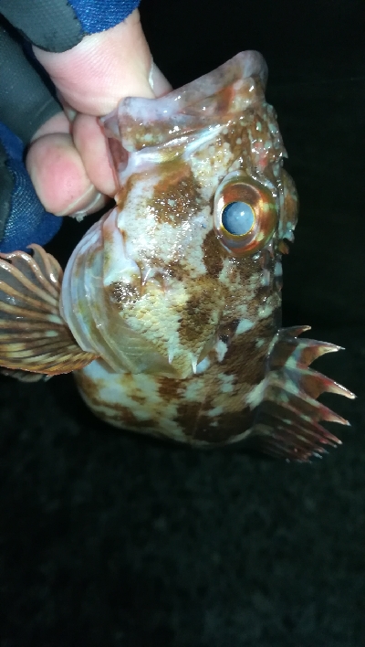 ナイトメバリング