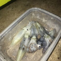 やっぱり渋くて寒いヒイカ釣り(＞＜)