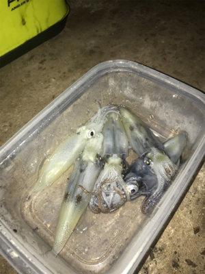 やっぱり渋くて寒いヒイカ釣り(＞＜)