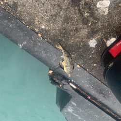 今年初のチヌが釣れました